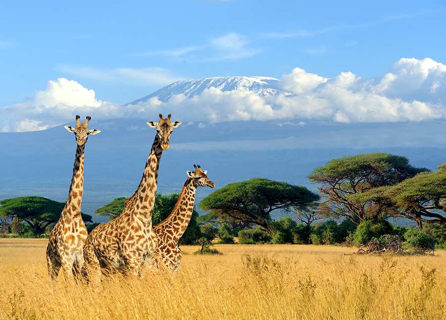 Giraffes in the African plains amidst a field of grains with a mountainous landscape in the background