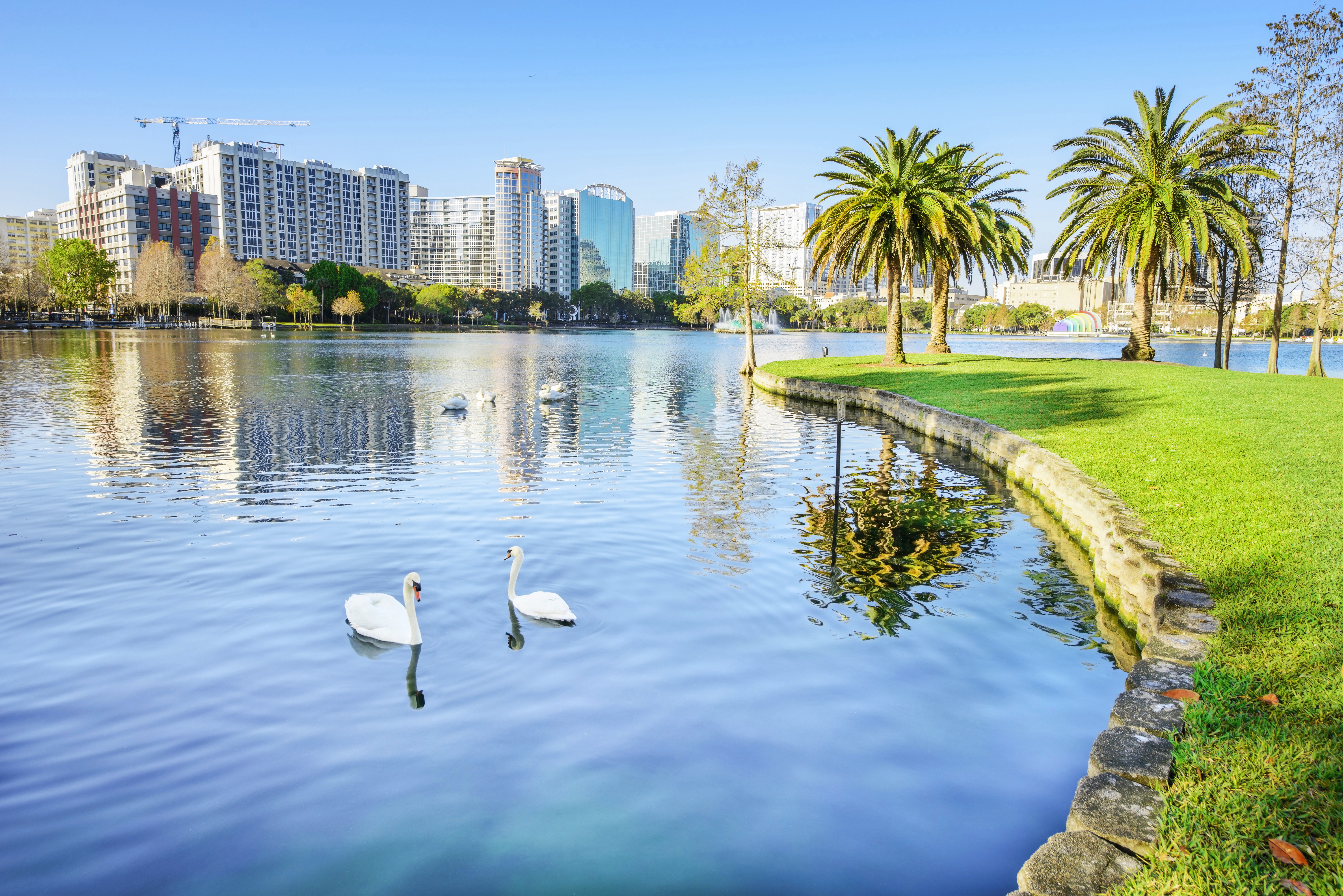 swans in the lake at park in Orlando, Florida